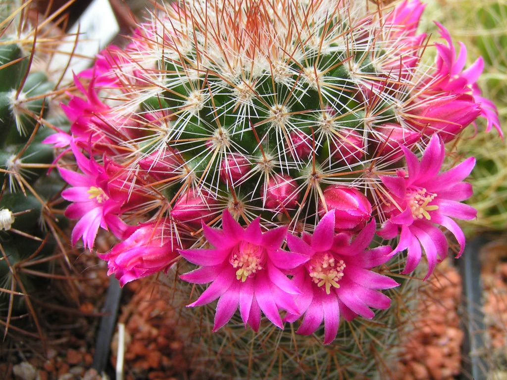 Mammillaria purpurascens